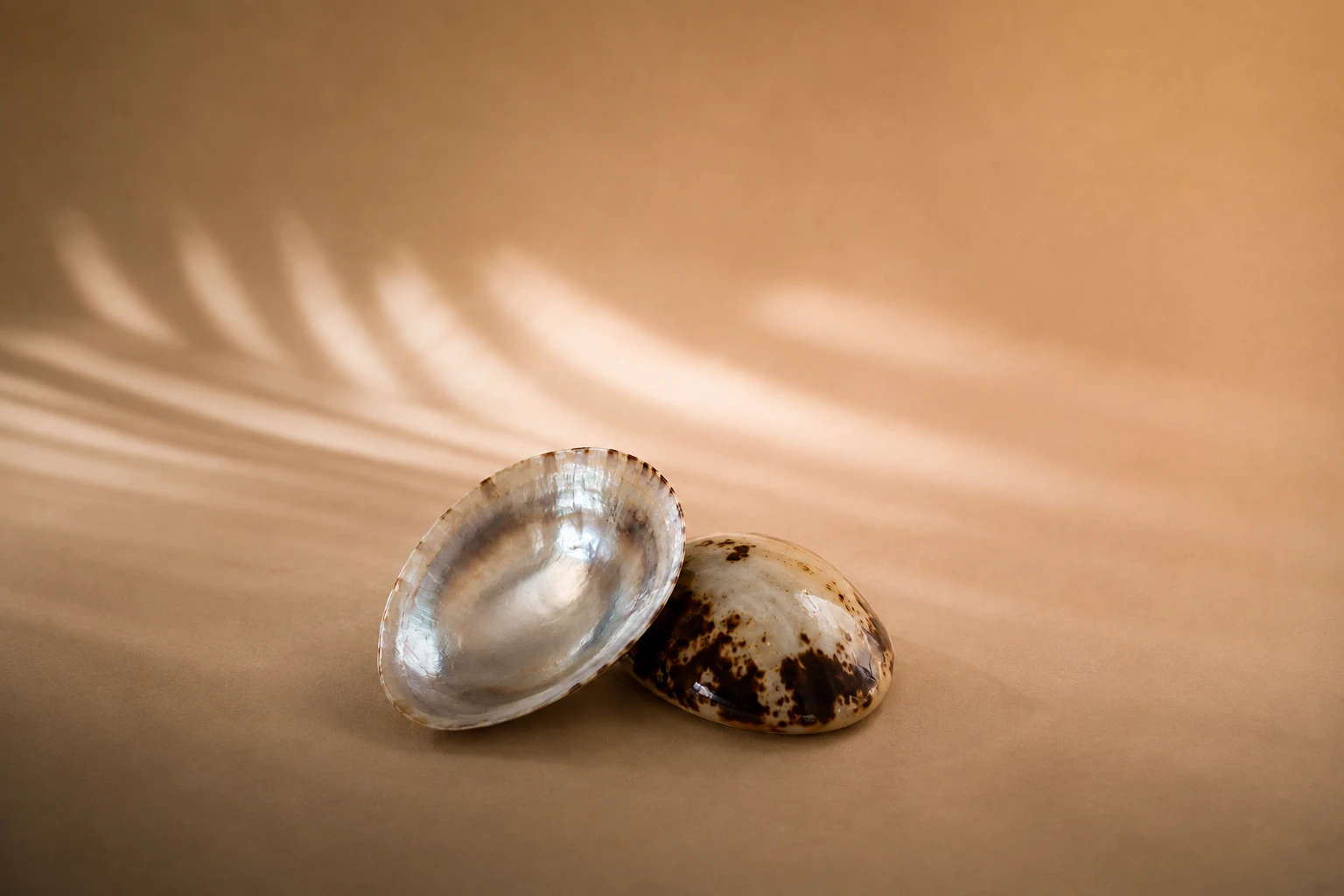 Coquillage d'allaitement en nacre naturelle